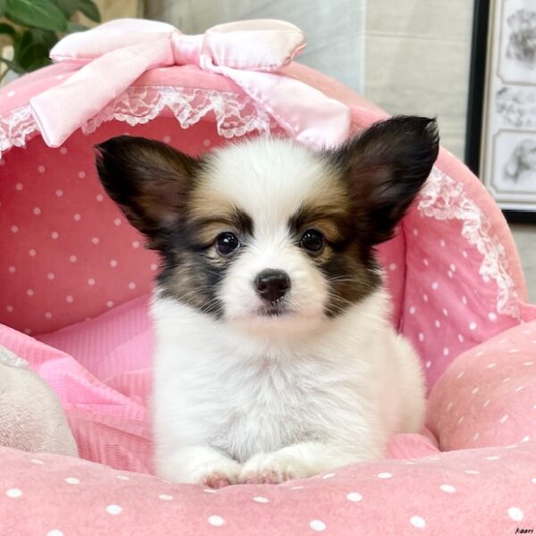 パピヨン・ガーネット・2ちゃん | 【公式】子犬のブリーダー  