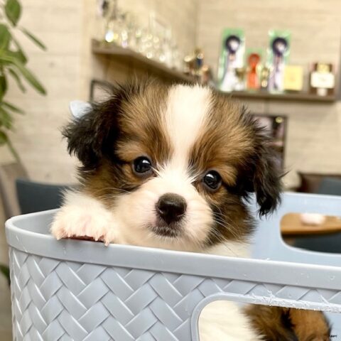 パピヨン・サファイヤ・１ちゃんサムネイル