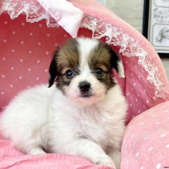 パピヨン・サファイヤ・２ちゃんサムネイル