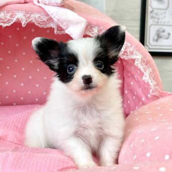 パピヨン・サファイヤ・３ちゃんサムネイル