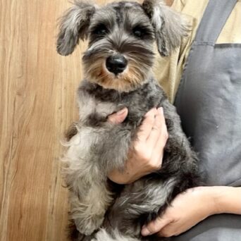 ミニチュアシュナウザー　　にこる・３ちゃんサムネイル