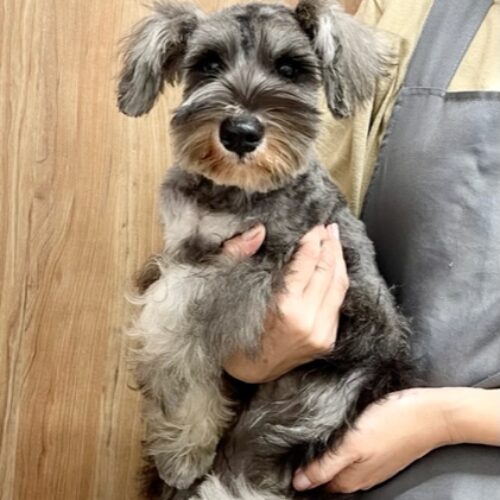 ミニチュアシュナウザー　　にこる・３ちゃん