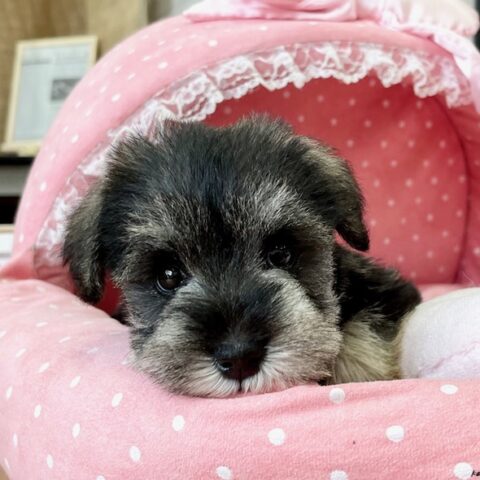 ミニチュアシュナウザー　　みこと・４ちゃんサムネイル