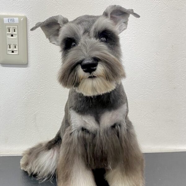 ミニチュアシュナウザー・・そんぐ・1君 | 【公式】子犬のブリーダー