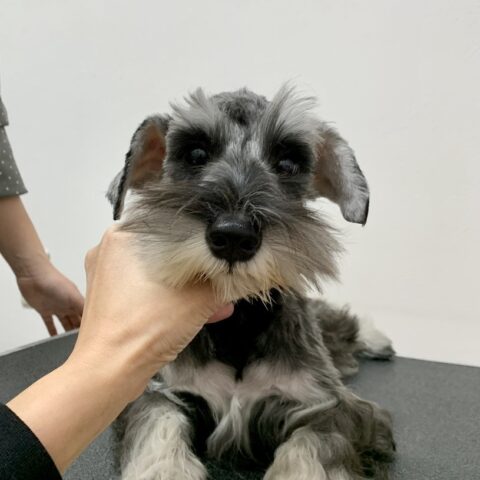 あお・４ちゃんサムネイル
