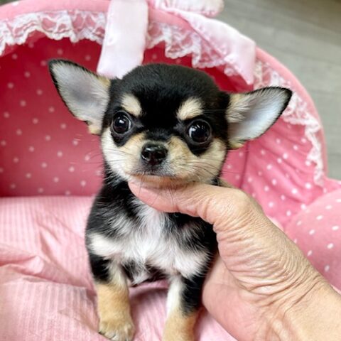 チワワS・ルル・１君サムネイル