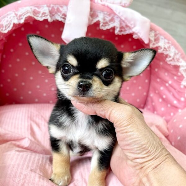 チワワS・ルル・1君 | 【公式】子犬のブリーダー・ミニチュア