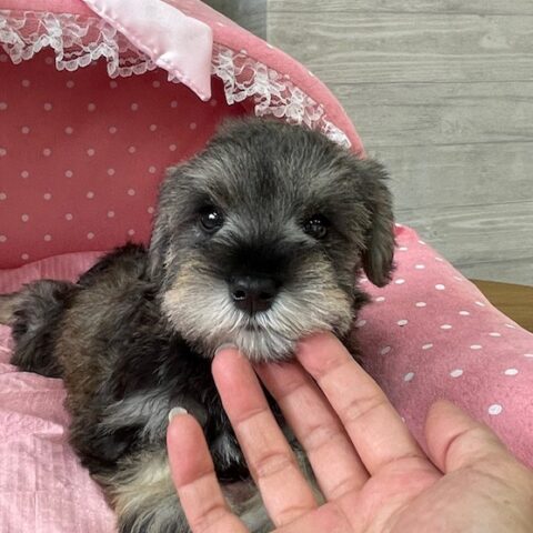 ミニチュアシュナウザー　　心菜・１ちゃんサムネイル