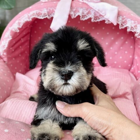 ミニチュアシュナウザー　　あかね・１ちゃんサムネイル