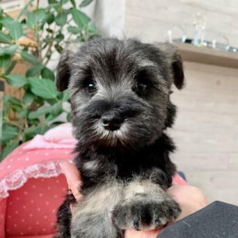 ミニチュアシュナウザー・ルナ・２ちゃんサムネイル