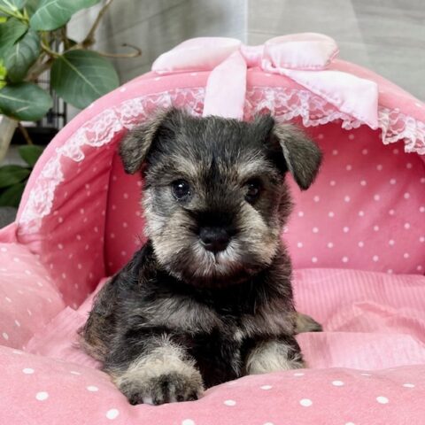 ミニチュアシュナウザー　　クラン・１ちゃんサムネイル