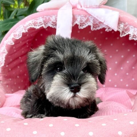 ミニチュアシュナウザー　　わらび・１ちゃんサムネイル