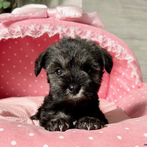 ミニチュアシュナウザー　　まいろ・１ちゃんサムネイル