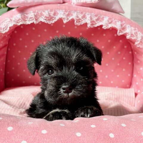 ミニチュアシュナウザー　　グリコ・２ちゃんサムネイル
