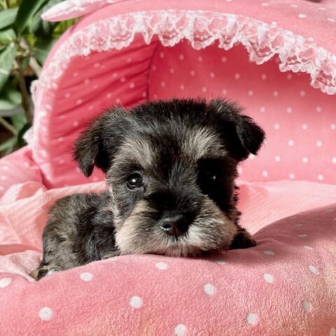 ミニチュアシュナウザー　　グリコ・１ちゃんサムネイル