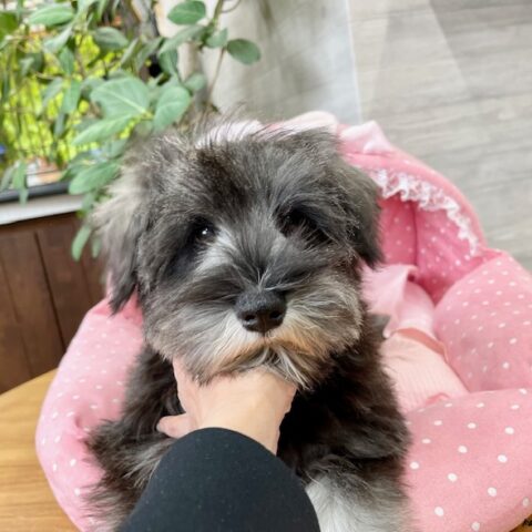 ミニチュアシュナウザー　　さやね・1君サムネイル