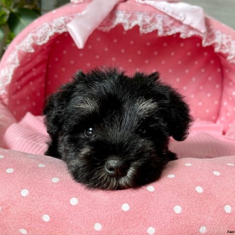 ミニチュアシュナウザー　　りりか・１ちゃんサムネイル