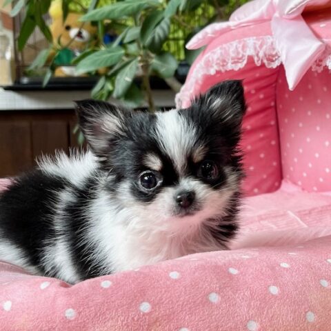 ちわわ・きらり・３ちゃんサムネイル