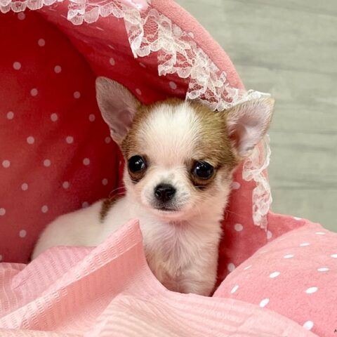 ちわわ・おかき・１ちゃんサムネイル