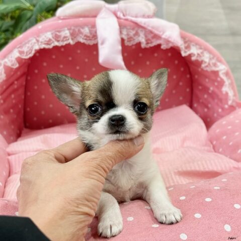 チワワ・おかき・２ちゃんサムネイル