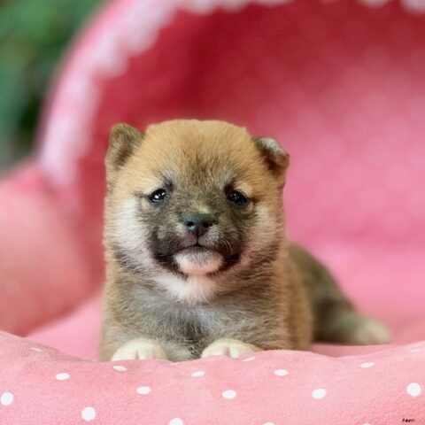 豆柴・まゆ・１ちゃんサムネイル