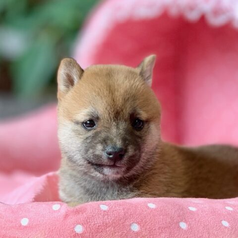 豆柴・まゆ・３ちゃんサムネイル
