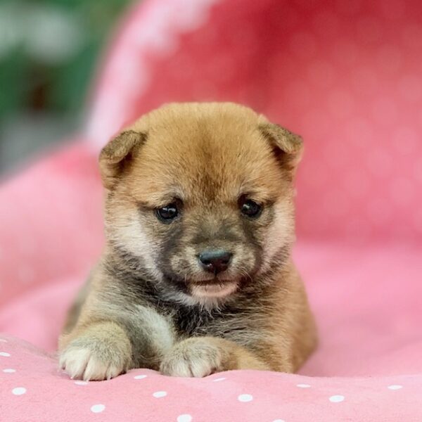 豆柴・まゆ・2ちゃん | 【公式】子犬のブリーダー・ミニチュア