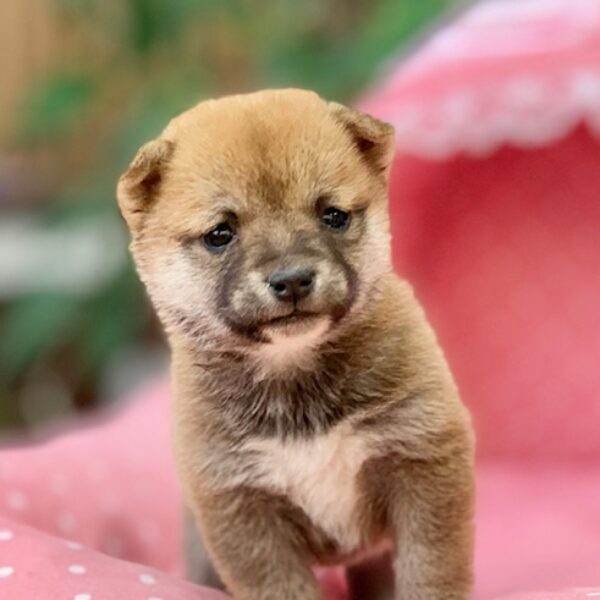 □豆柴 プロフ必須さま専用愛犬ちゃん2体ミニチュアオーダー確認用