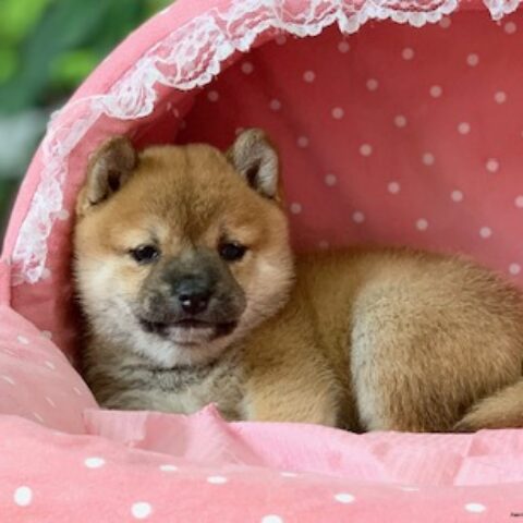 豆柴・海美・２ちゃんサムネイル