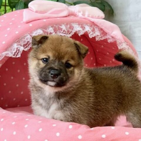 豆柴・海美・３ちゃんサムネイル