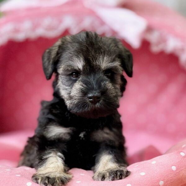 ミニチュアシュナウザー・ミリア・2ちゃん | 【公式】子犬の