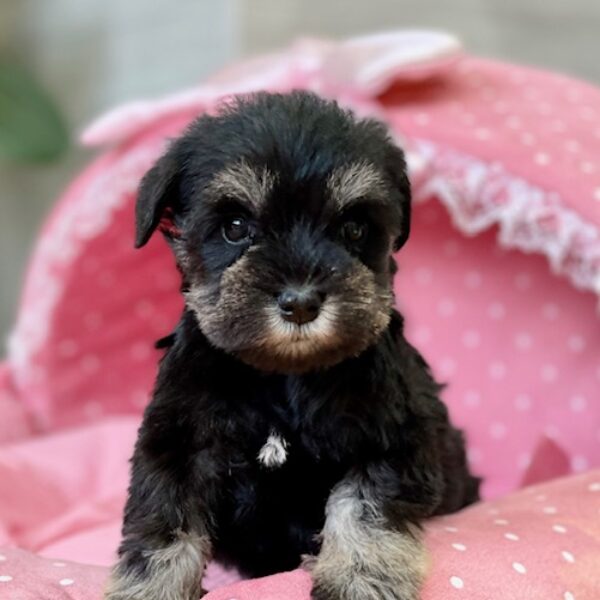 ミニチュアシュナウザー・あお・1ちゃん | 【公式】子犬のブリーダー