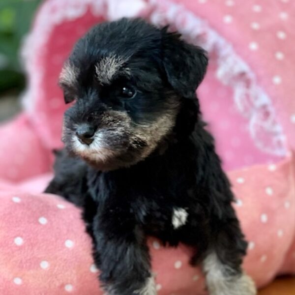 あお様♡専用♡ミニチュアシュナウザー ミニチュア・シュナウザーの子犬（メス♀） 青森店｜ペット