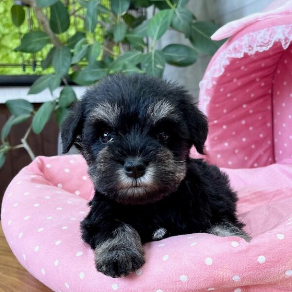 ミニチュアシュナウザー・あお・1ちゃん | 【公式】子犬のブリーダー