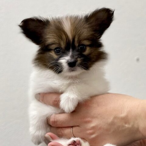 パピヨン・とわ・１ちゃんサムネイル