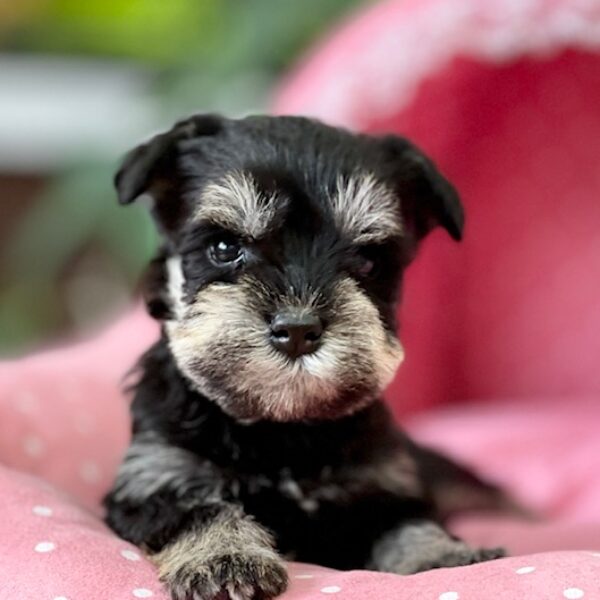 ミニチュア シュナウザー ラグ ダークブルー ミニチュア シュナウザー ラグ ダークブルー