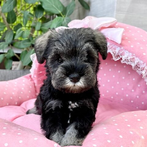 ミニチュアシュナウザー・あいり・２ちゃんサムネイル