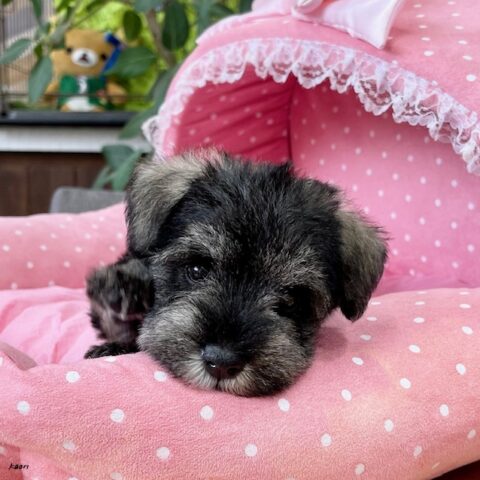 ミニチュアシュナウザー・あいり・３ちゃんサムネイル