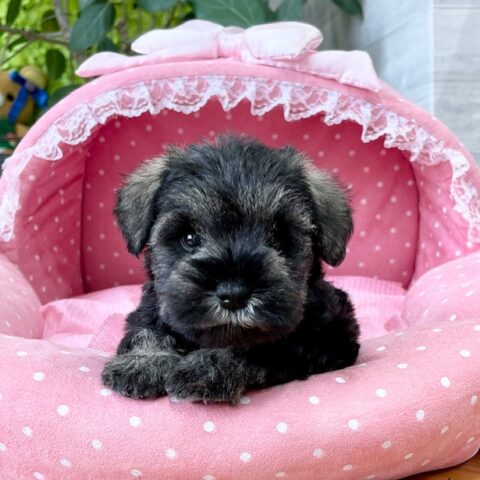 ミニチュアシュナウザー・あいり・４ちゃんサムネイル