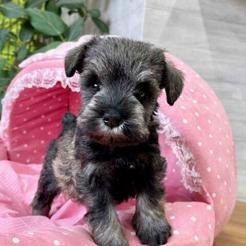 ミニチュアシュナウザー・笑歩・２ちゃんサムネイル