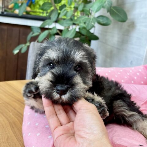 ミニチュアシュナウザー・ディアンヌ・２ちゃんサムネイル