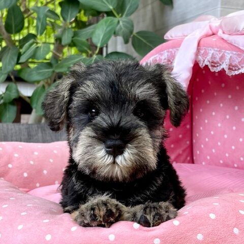 ミニチュアシュナウザー・ねおん・２ちゃんサムネイル
