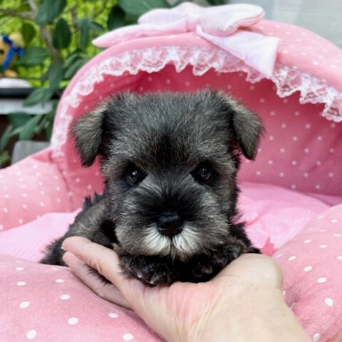 ミニチュアシュナウザー・ソング・４ちゃんサムネイル