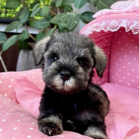 ミニチュアシュナウザー・たまえ・２ちゃんサムネイル