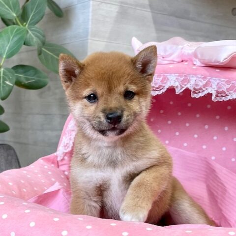 豆柴・夏の姫・１ちゃんサムネイル