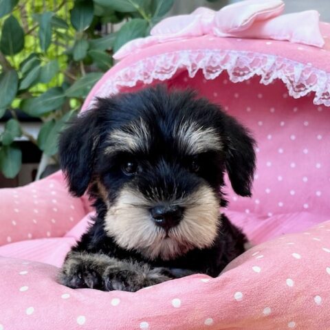 ミニチュアシュナウザー・ラブリ・１ちゃんサムネイル