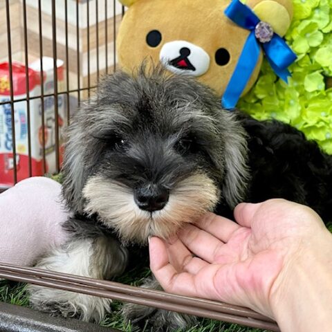 ミニチュアシュナウザー・セラ・２ちゃんサムネイル