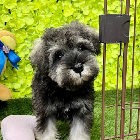 ミニチュアシュナウザー・笑里・１ちゃんサムネイル