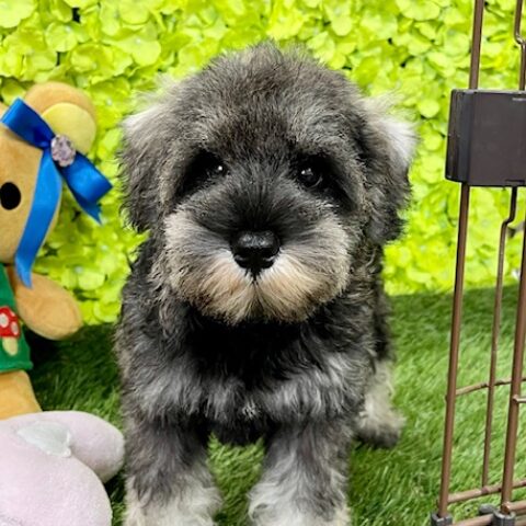 ミニチュアシュナウザー・ジェシカ・１ちゃんサムネイル