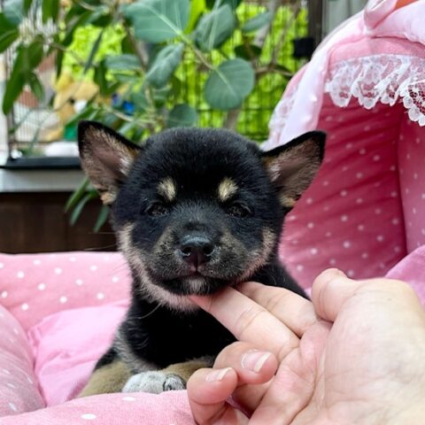 豆柴・風美・１ちゃんサムネイル